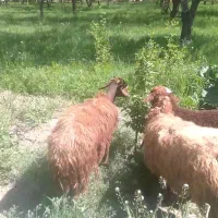 گوسفند