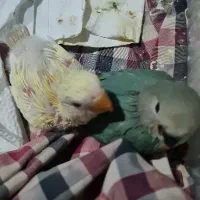 جوجه سرلاکی کوتوله برزیلی