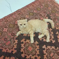 بچه گربه ماده اسکاتیش