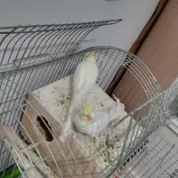 فروش عروس هلندی|پرنده|پیشوا, |دیوار