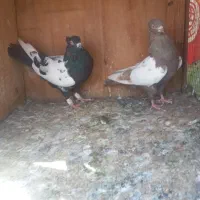 کبوتر سینه ای نروماده جفتن خریدار زنگ بزن|پرنده|تهران, نعمت‌آباد|دیوار