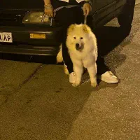 سگ چاو چاو اصیل