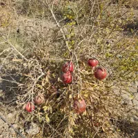 انار آبگیری و رب انار|خوردنی و آشامیدنی|جوادآباد, |دیوار