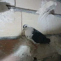 کبوترپلاکی افغانی|لوازم جانبی حیوانات|پاکدشت, پاکدشت (مامازند)|دیوار