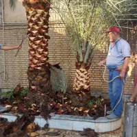 بریدن نخل قطع درخت هرس نخل سمپاشی نخل باغبانی|خدمات باغبانی و درختکاری|اهواز, شهرک نفت|دیوار