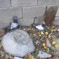 یک جفت جوجه سینه سبز