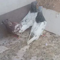 کبوتر|پرنده|شیراز, کرونی(خاتونک)|دیوار