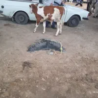 انواع سیمینتال نژاد دار