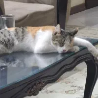 واگزاری گربه خانگی ماده