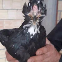 خروس و مرغ گلین اصل|حیوانات مزرعه|فرخشهر, |دیوار