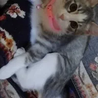 گربه|گربه|شیراز, فاضل|دیوار