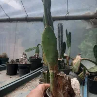 فروش کاکتوس ریز درشت درهم حراجی|گل و گیاه طبیعی|سلمانشهر, |دیوار