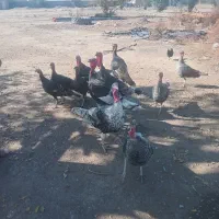 سه عدد مرغ ۸عدد بوقلمون|حیوانات مزرعه|گنبد کاووس, |دیوار