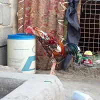 خروس محلی وچابهاری|حیوانات مزرعه|تخت, |دیوار