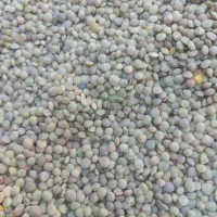 عدس درجه یک امسال