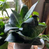 گل و گلدون|گل و گیاه طبیعی|مشهد, کوشش|دیوار