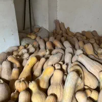 کدو حلوایی شیرین و زرد با قیمت ۲۲هزار تومان|عمده‌فروشی|اسفراین, |دیوار