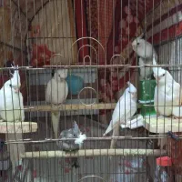 عروس هلندی آلبینو و لوتینو مولد