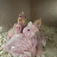 عروس هلندی سرلاکی