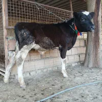 گوساله هلشتاین نر جنس صنعتی کور 4ماهه ازگاو|حیوانات مزرعه|آق قلا, |دیوار