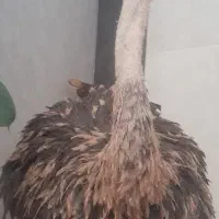 شتر مرغ بالا ۲۰ کیلو