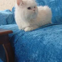 گربه پرشین نر|گربه|مشهد, توس (بلوار توس)|دیوار