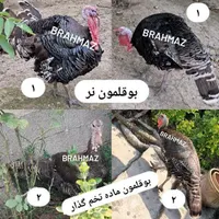 جوجه برهما لایت بوقلمون محلی نر ماده مرغ کرچ خروس|حیوانات مزرعه|رشت, بازار|دیوار