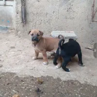 سرابی خالص پدرمادرش هم موجودن|سگ|شوشتر, |دیوار