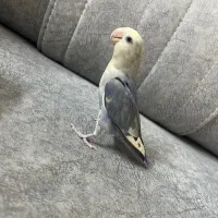 جوجه دوماهه طوطی برزیلی|پرنده|ری, دولتآباد|دیوار