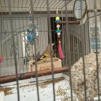 جوجه سهره نر بهاره|پرنده|رباطکریم, الارد|دیوار