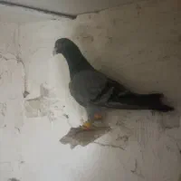 هفرنگ نر|پرنده|تاکستان, |دیوار