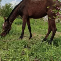 کره مادیان ترکمن اصیل