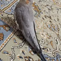 عروس هلندی سالم و سرحال|پرنده|اردکان, |دیوار