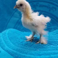 جوجه ابریشمی و برهما اصیل