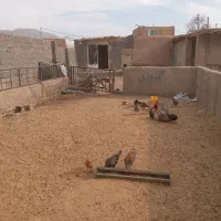 فروش گله دانی خوش جا دو نبش|فروش دفتر صنعتی، کشاورزی، تجاری|شهرضا, |دیوار