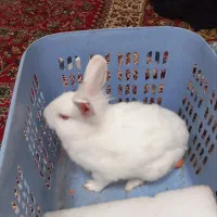 ۸۰۰