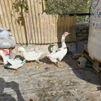 اردک و غاز|حیوانات مزرعه|قرچک, مهدیه|دیوار