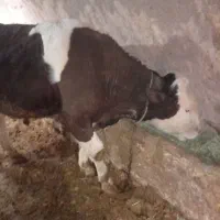 گوساله سیمینتال نر