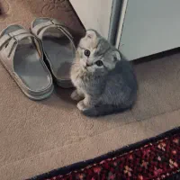 بریتیش اسکاتیش سیلور