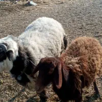 قوچ|حیوانات مزرعه|اصفهان, ستار|دیوار