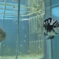 جفت پرت پلار مولد