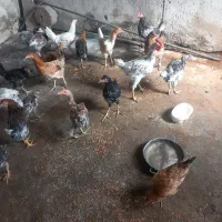 .باریک خروس جوجه اصل به شرط