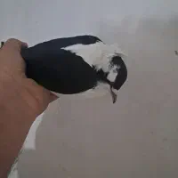 کبوتر|پرنده|تبریز, |دیوار