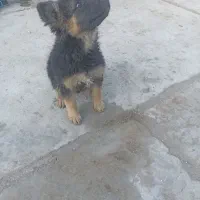 توله ماده ژرمن سه ماه|سگ|مشهد, امیریه|دیوار