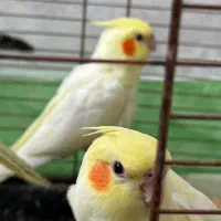 عروس هلندی|پرنده|الوند, |دیوار