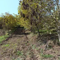 باغ گردو در روستای صفی آباد|فروش زمین و ملک کلنگی|دوزین, |دیوار