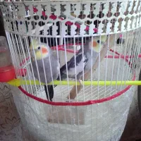 سه عدد عروس هلندی سخنگو