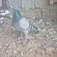 کبوتر مسافتی