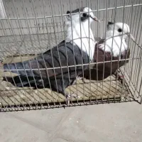 کفتر،سرسفید،طوقی