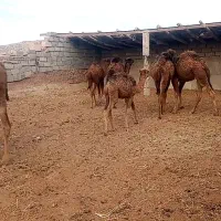 4نفرشترهاشی عالی درشت